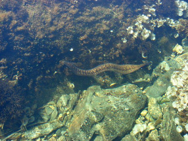 Merci je pense que vous avez raison ! Grâce à votre lien j'ai trouvé quelques détails caracteristiques pour cette poisson par ex. sa couleur marron...
