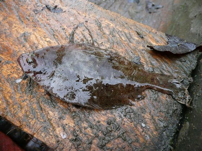 Une poisson-plat du Cameroun