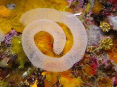 une  ponte de nudibranche ?