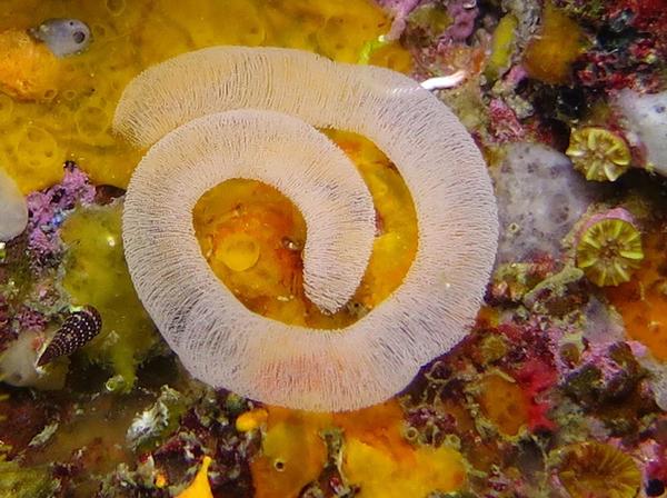 une  ponte de nudibranche ?