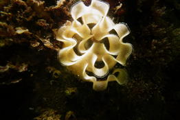 Une ponte de nudibranche mais laquelle ? 