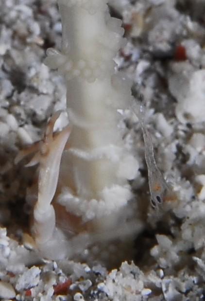 Plutôt que des polypes, ont dirait des oeufs déposés en chapeletet quel rapport avec le crustacé ?