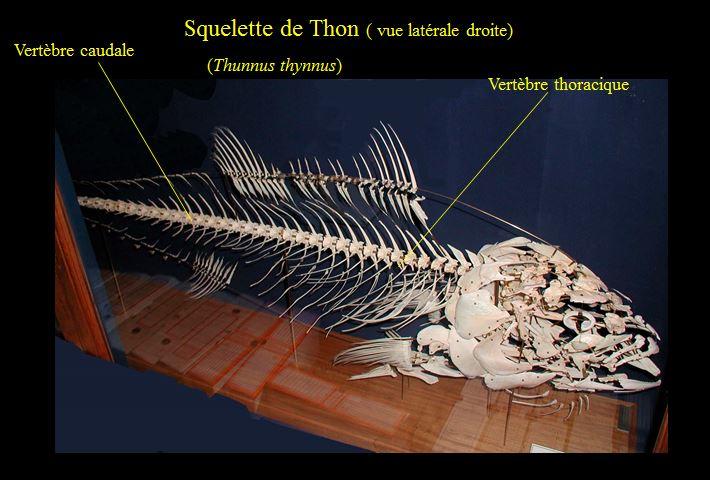 <p>oui, en effet, <u>vertèbre thoracique</u> (ou <em>précaudale</em>) ici (car pas d'épine ventrale, mais les bases de deux courts arcs, dits arcs...