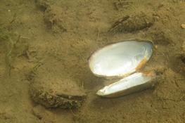 Unio mancus ? du Céou en Dordogne