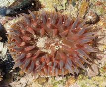 Urticina?