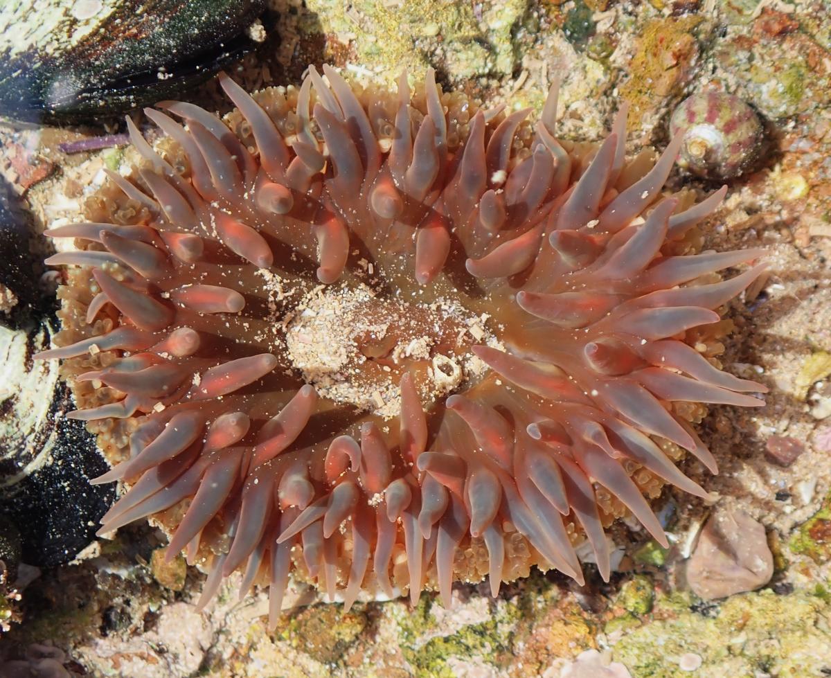 Urticina?