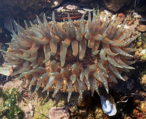 Urticina?