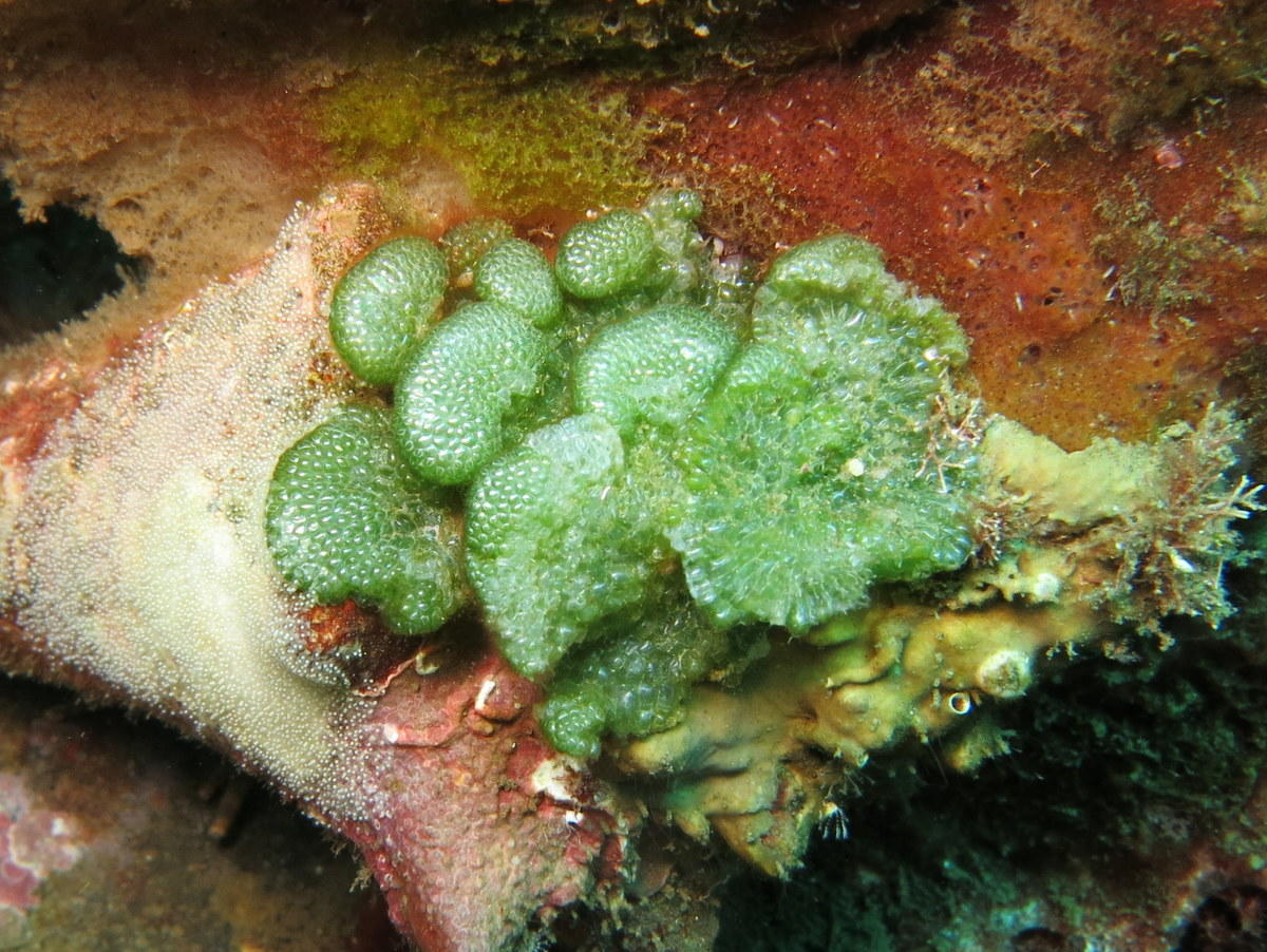 <p>Bonjour Véronique,</p><p>ça ressemble pas mal à une algue rencontrée en Guadeloupe et que j'ai identifié comme Dictyosphaeria cavernosa.<span></...