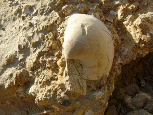 Valve de mollusque fossile inconnu