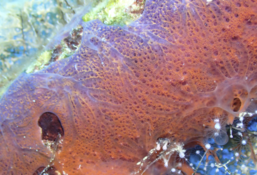 Variation de couleur d'une éponge encroûtante orange