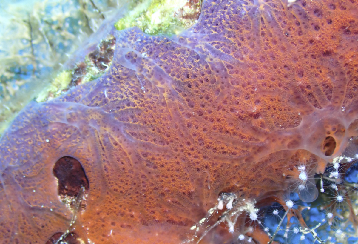Variation de couleur d'une éponge encroûtante orange