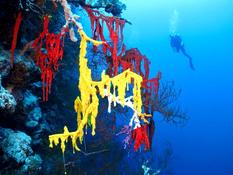 variété d'ascidie?