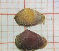 Varricarbula gibba ou autre?