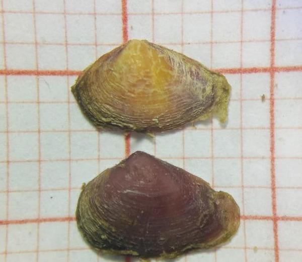 Varricarbula gibba ou autre?