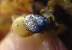 Velella velella ?