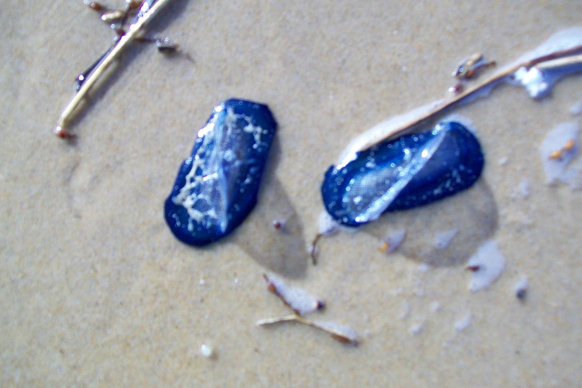 <p>Bonjour ! Voici deux vélelles "fraiches" avec leurs filaments bleus en-dessous. Elles ont une "voile" au-dessus. Le corps, presque transparent,...