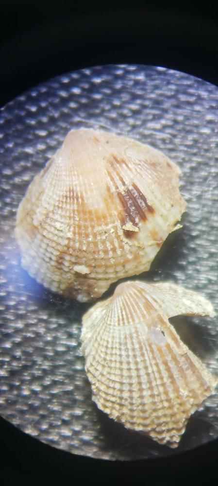 veneridae ou cardidae? Acanthocardia tuberculata ou timoclea ovata?
