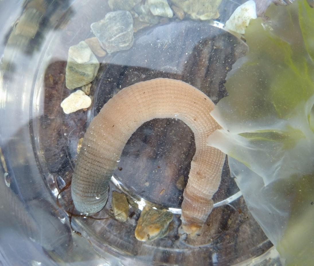 <p>Merci à vous deux,</p><p>quand on l'a mis dans l'eau, il a un peu changé de forme. Voici la photo qui va avec. J'ignore est-ce qu'il était entie...