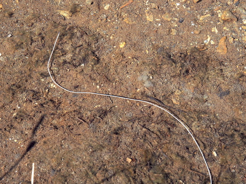 Ver nematomorphe, Gordiidae ou ver annelide Haplotaxis sp ?