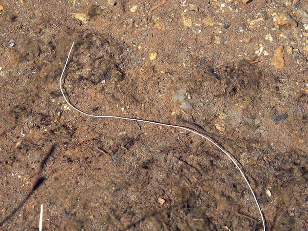 Ver nematomorphe, Gordiidae ou ver annelide Haplotaxis sp ?