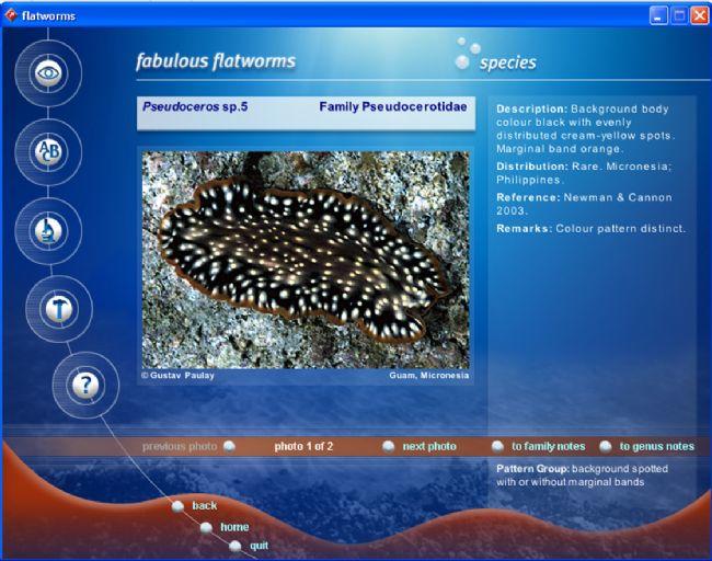 Dans le cd-Rom Fabulous Flatworms par Newman & Cannon, 2005 ils 'idendifient' cette espèce comme Pseudoceros sp. 5.<br />Lindsay<br /><br />