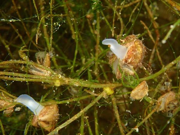 Ver plat d'eau douce comportement