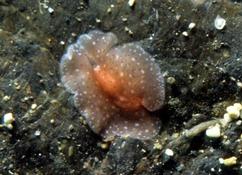 Ver plat : Eurylepta cornuta ?