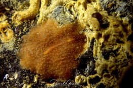 Ver plat orange à Marseillan (Hérault)