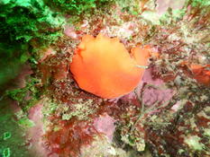 Ver plat orange ? Bertheline ? ou autre ? merci d'avance