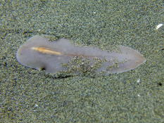 Ver plat sur le sable de nuit aux Saintes-Maries (13)