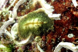 Ver plat vert en Corse