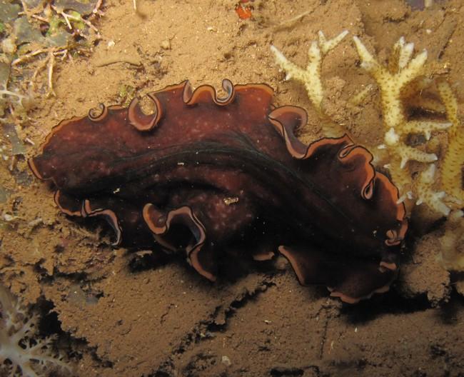 Ah, ce serait <em>P. gloriosus</em> ? Vu la fiche et le descriptif j'ai un petit doute. Les 3 individus que j'ai vu, comme celui de cette photo n'é...
