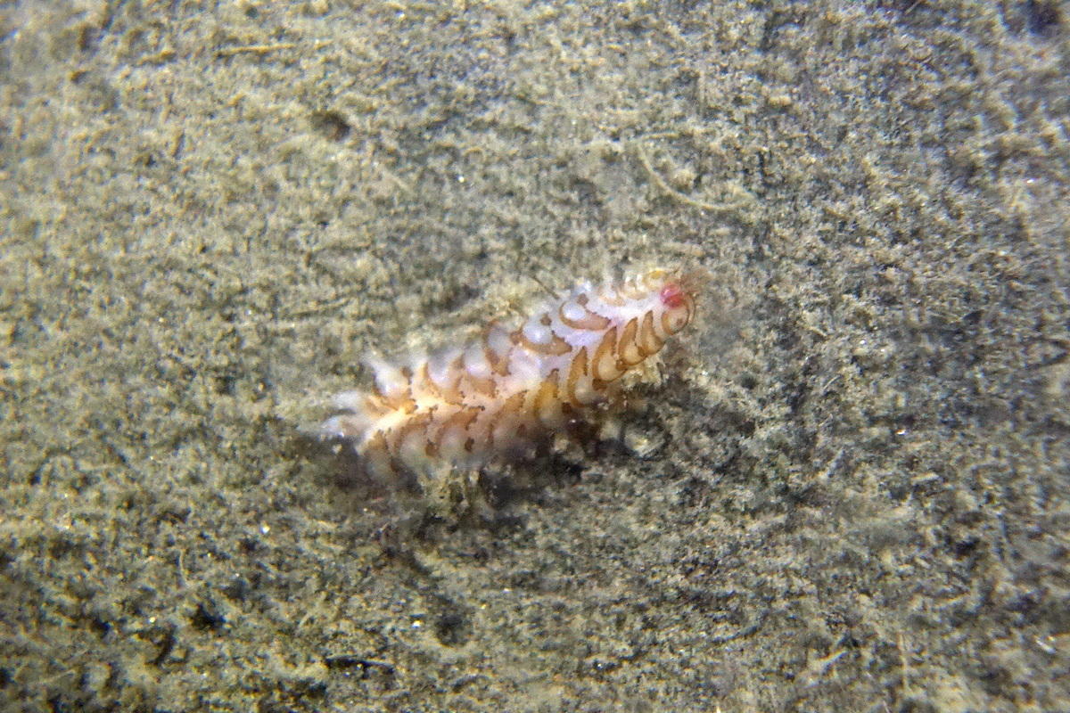 Ver Polychète (Espiguette) 