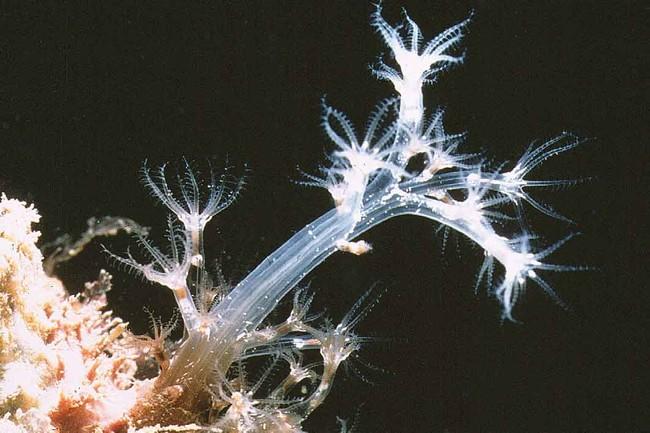 Il s'agit bel et bien de <em>Paralcyonium spinulosum</em>. Ce qui caractérise l'espèce est le tronc (le mot convient!) translucide avec des petits...