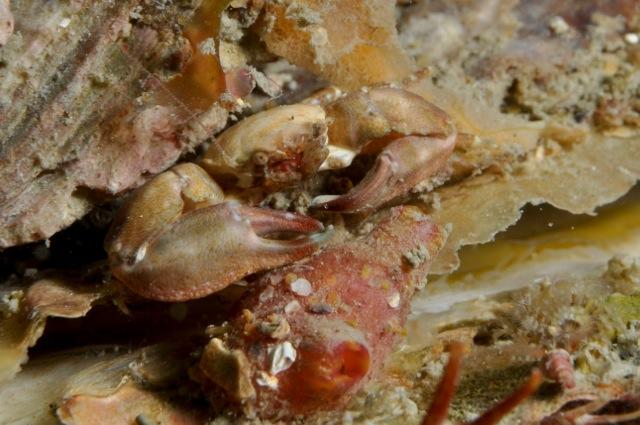 vérification crustacés, Pisidia longicornis ?