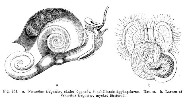 Voir sur DORIS (et nul part ailleurs :-) ), un petit dessin de la larve de l'espèce proche (derniere photo) ; <em>Vermetus triquetrus</em> Bivona A...