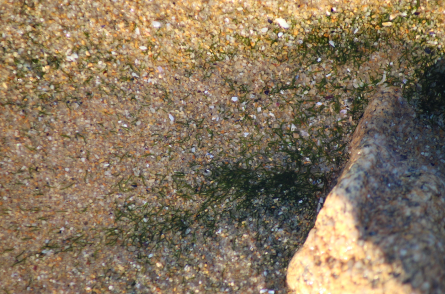 Vers chlorophylliens dans le sable