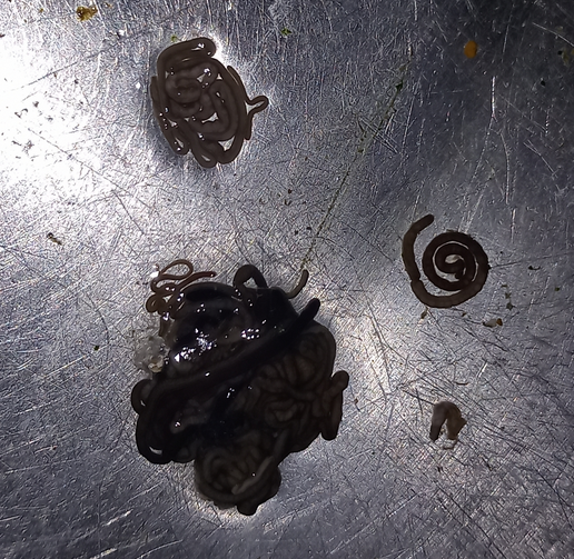 <p>Voici une autre image montrant les tas très compacts qu'on observeplus régulièrement avec ces vers. Ils ne font qu'un ou deux millimètres de lar...