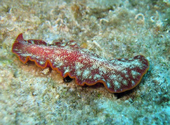 Pseudoceros cf.ferrugineus peut-être? J'ai pris le mien dans la mer rouge...