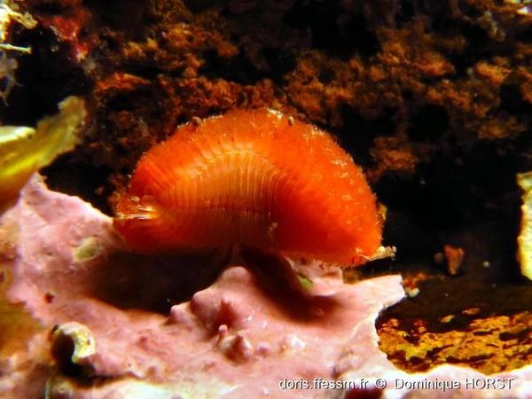 vers polychètes rouge à soies...