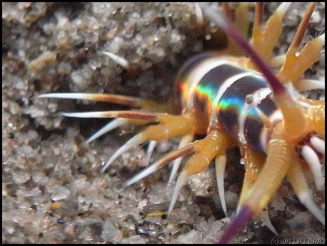 bonjour merci pour votre aide.<br />Je vous joins d'autre photos.<br /><a href="http://biologiemarine.com/00001/versdenaples/" target="_blank">CLIQ...