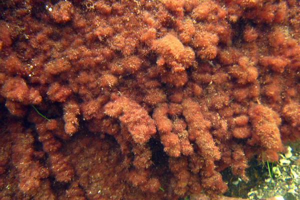 Vertebrata lanosa ??? à Saint-Pierre et Miquelon