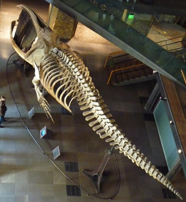 Bonsoir,<br />une image qui illustre les informations données par Bruno : le squelette de Baleine Franche exposé dans l'entrée du Museum à Paris (g...