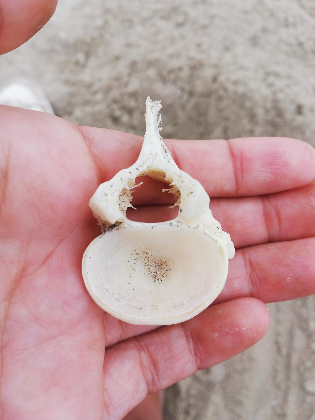 Vertèbre de poisson trouvée en Méditerranée 