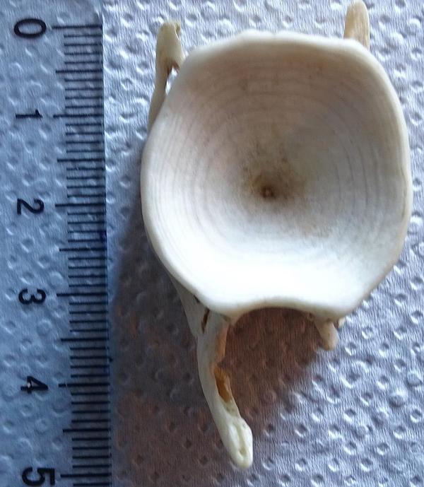 Vertébres de requin ?