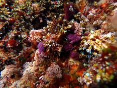 Violet : algue ou autre ?