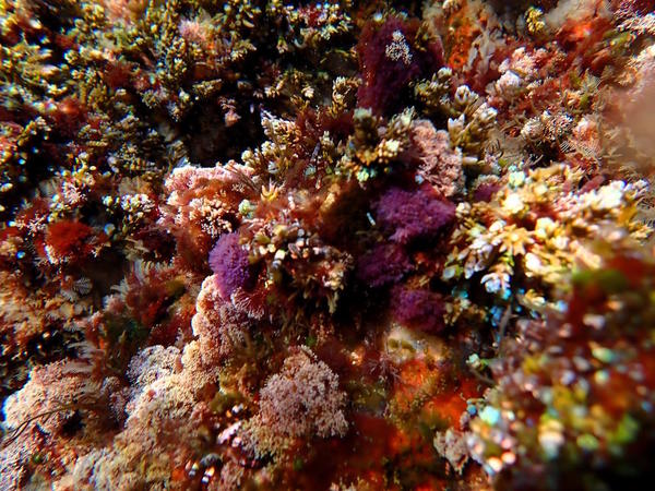 Violet : algue ou autre ?