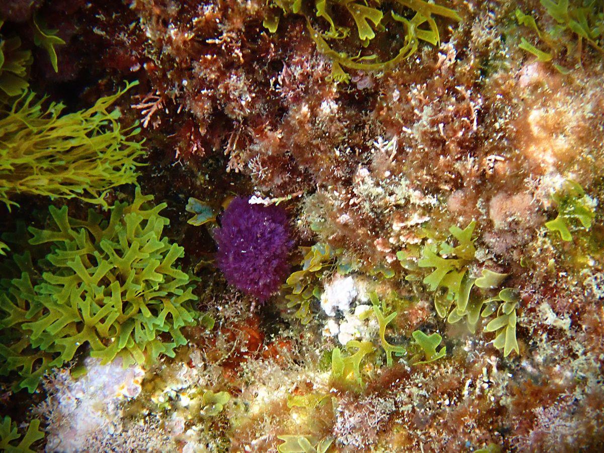violet qu'est ce ?
