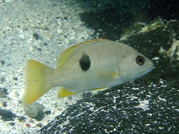 Vivaneau de Mayotte