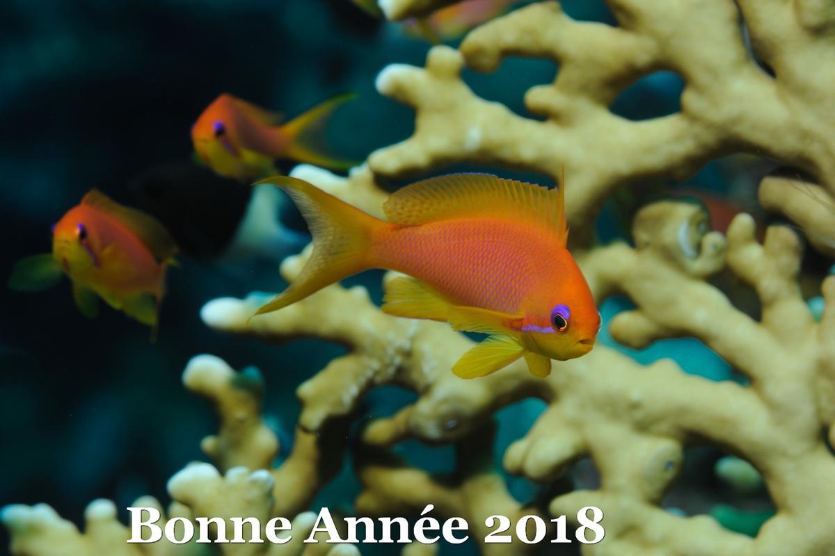 <p>Bonne année 2018 à tous les animaux marins : crustacés, gastéropodes, et bien sûr Homopalmus, </p><p>Mais toujours sous le signe du Poisson (ich...